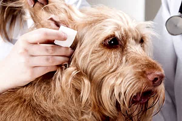 Bodrum Pet Kuaför - Butik Kedi ve Köpek Kuaförü - Anestezisiz Traş