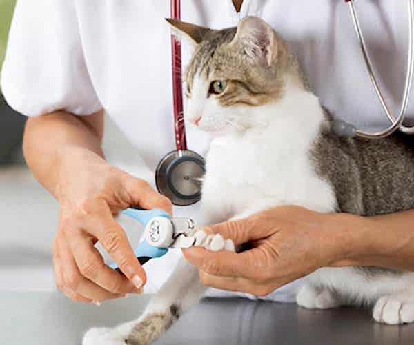 Bodrum Pet Kuaför - Butik Kedi ve Köpek Kuaförü - Anestezisiz Traş
